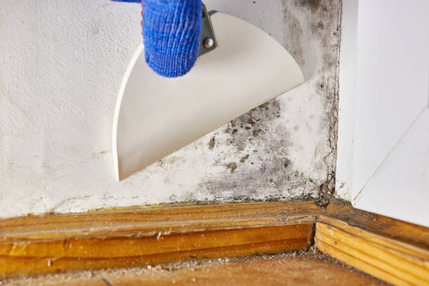 Best Basement Mold Removal  in Felton, DE