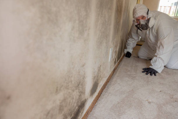 Best Forensic Mold Investigation  in Felton, DE